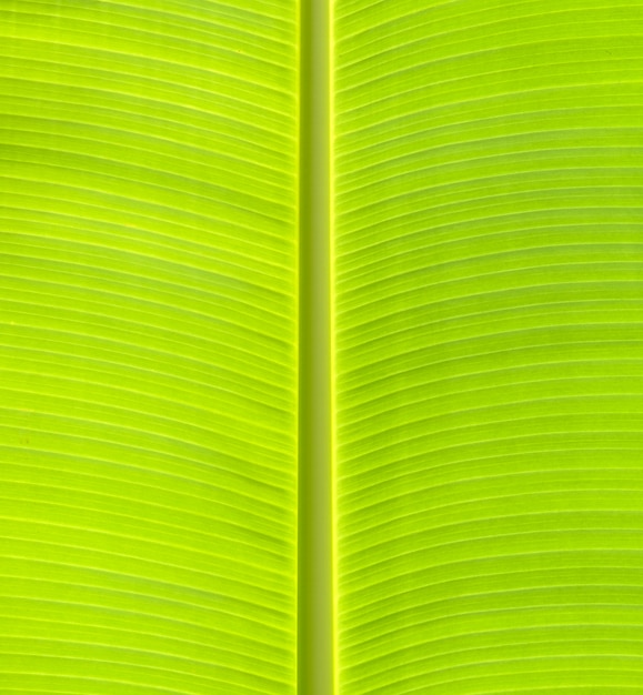 Texture de couleur vert feuille banane