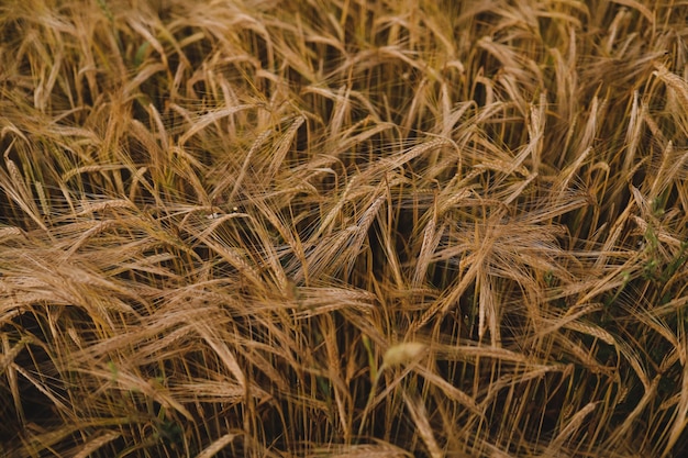 Texture des cultures de blé doré poussant sur le terrain