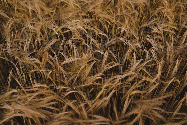 Texture des cultures de blé poussant dans le domaine