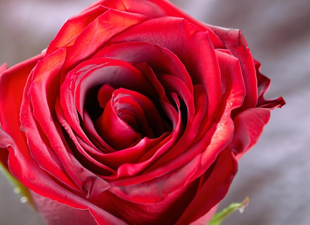 Photo la texture délicate d'une rose rouge une étude de photographie macro