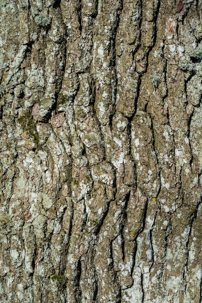 Texture de détail d'écorce de chêne ou arrière-plan.