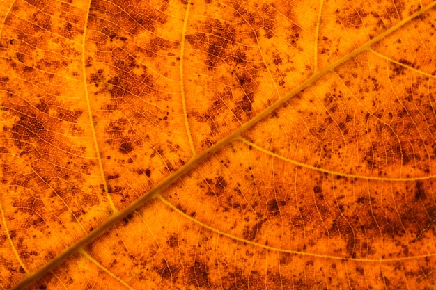 Texture et détail des feuilles sèches orange - fond