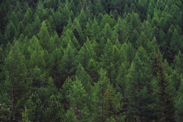 Texture détaillée de la forêt de conifères sur la colline se bouchent. Fond de cimes d'arbres à flanc de montagne. Cônes de conifères sur une pente raide avec copie espace.