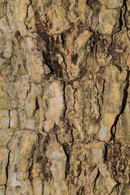 texture du bois d&#39;arbre