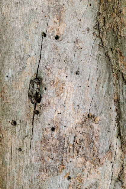 texture du bois d&#39;arbre