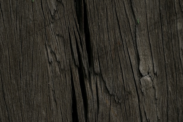 texture du bois d&#39;arbre