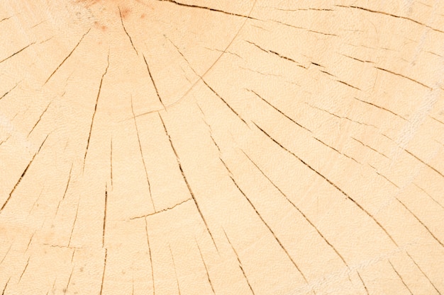 texture du bois d&#39;arbre