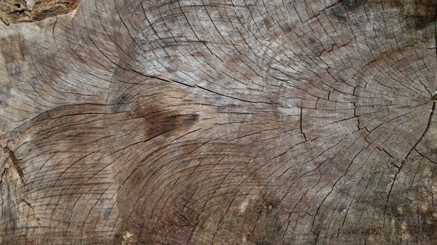 La texture du bois du tronc d'arbre coupé ou du rondin de bois
