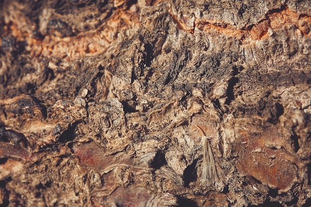 texture du bois, écorce de bois, fond naturel brun abstrait avec flou, pissenlit sur fond de bois