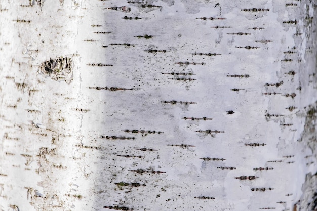 Texture du bois, écorce de bouleau naturelle