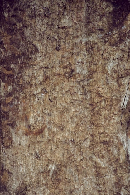 Texture du bois avec des motifs naturels