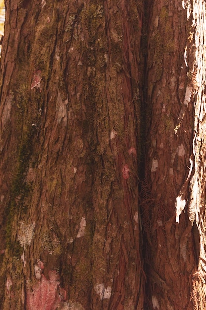 Texture du bois avec de la mousse sur le pin en amérique du sud