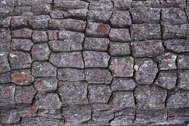 Photo texture du bois de pin