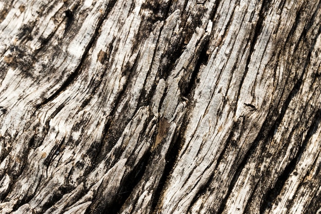 Texture du bois se bouchent