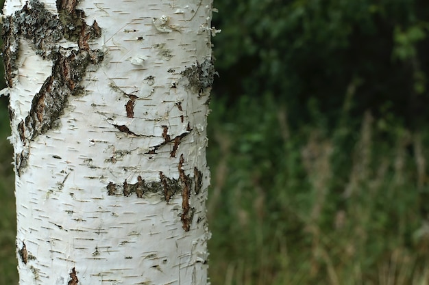 La texture du bouleau avec un motif d'écorce unique