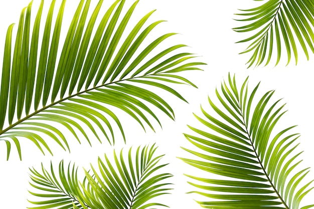 La texture du concept laisse fond de nature verte abstraite feuilles tropicales noix de coco isolé sur blanc