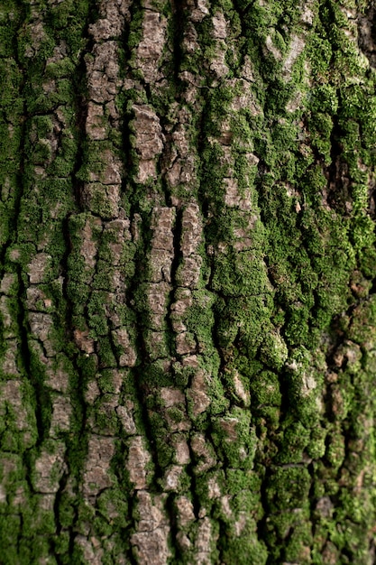 Photo texture du cortex des arbres