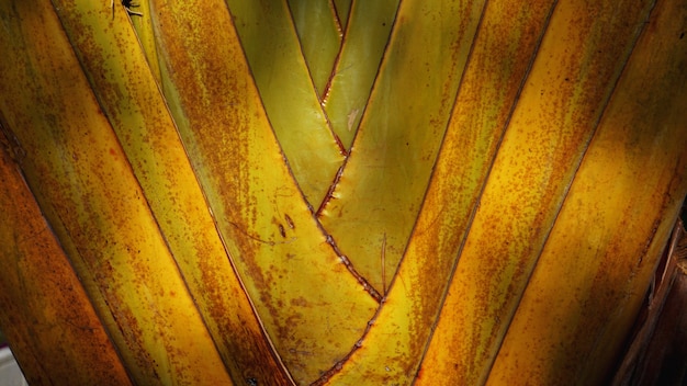 Texture du pétiole du palmier Travellers - Ravenala madagascariensis Sonn. Gros plan sur les détails de la texture, de la couleur et du motif