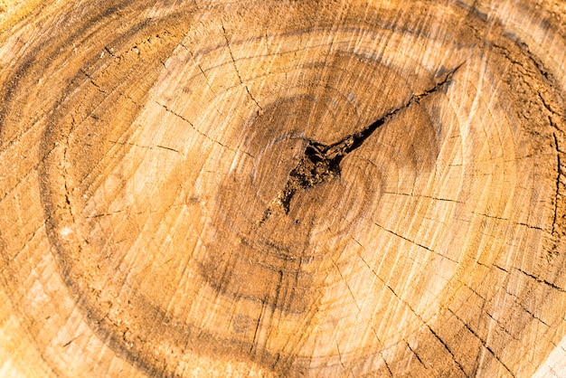 La texture du tronc d'arbre en bois peut être utilisée pour le fond