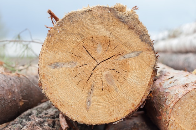 Texture du tronc d&#39;arbre coupé