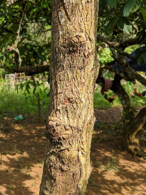Texture du tronc d'arbre dans le jardin