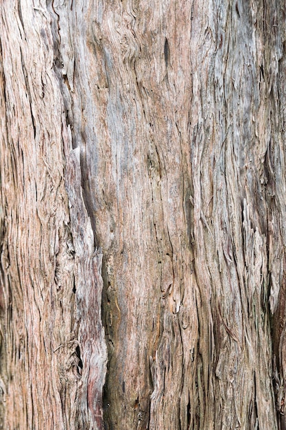 Texture du tronc du genévrier Juniperus cedrus des îles Canaries vue rapprochée de la surface