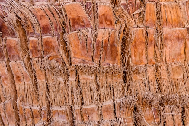 Texture du tronc de palmier pour le fond