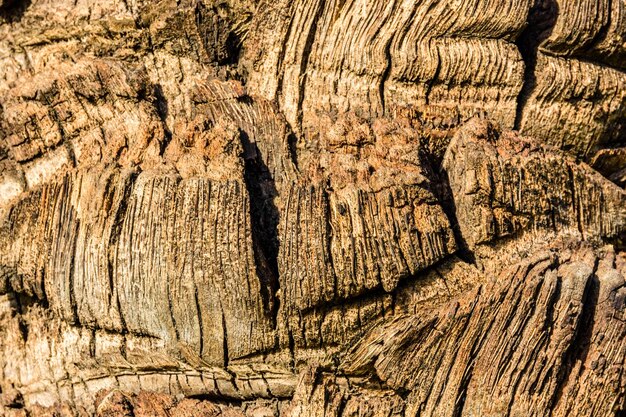 Texture du tronc de palmier pour le fond