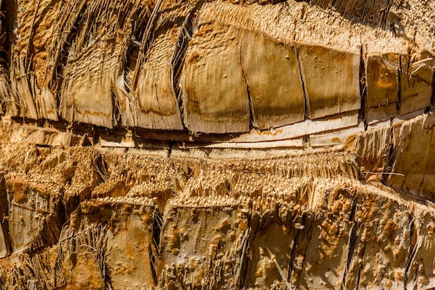 Texture du tronc de palmier pour le fond