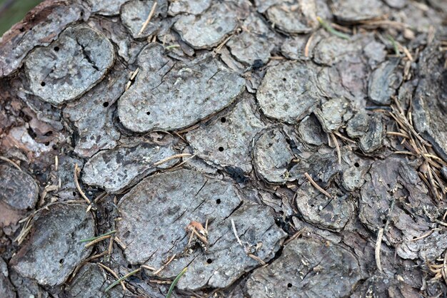 Texture du vieux plan rapproché d'écorce de pin