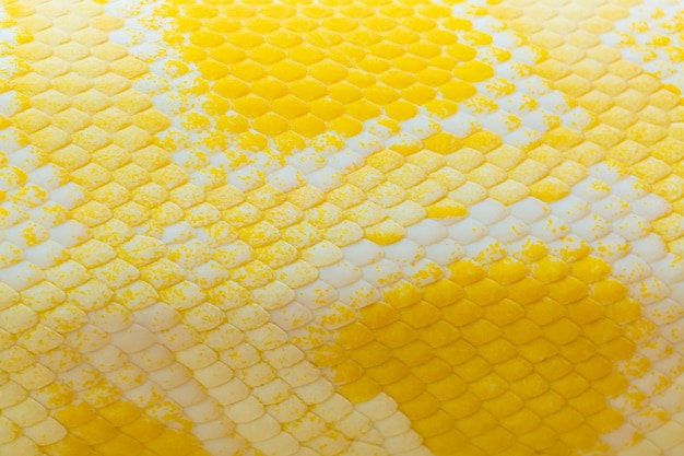 Texture de l'échelle du python dorévue rapprochée de la texture de la peau du python doré Python bivittatusÉchelles