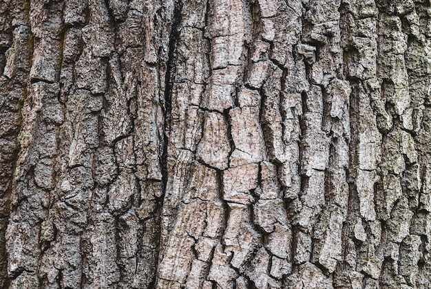Texture d'écorce d'arbre ancien, gros plan
