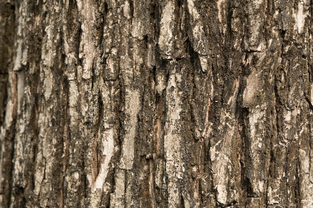 Texture d'écorce d'arbre en arrière-plan