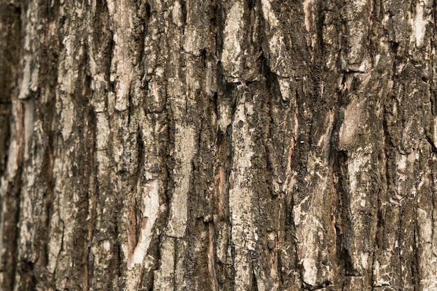 Texture d&#39;écorce d&#39;arbre en arrière-plan