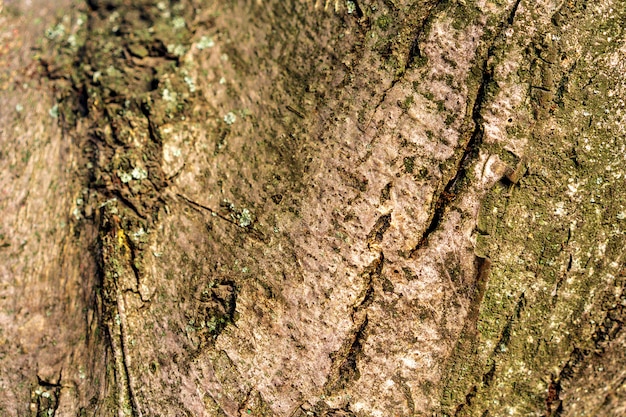 Texture d'écorce d'arbre bois pour le fond