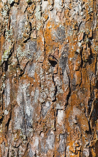 Texture D'écorce D'arbre Brun De Pommier