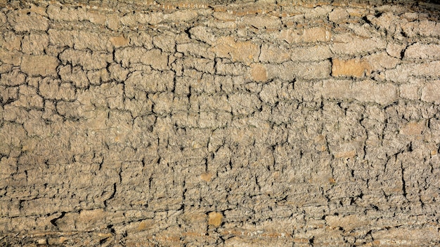 Texture d&#39;écorce d&#39;arbre brun