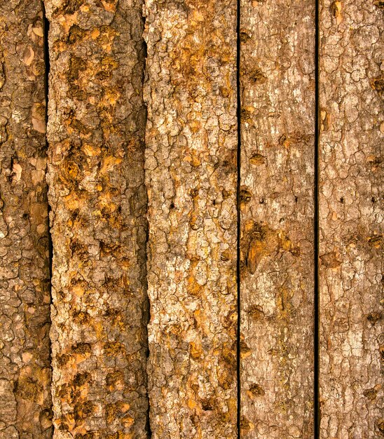 Photo texture de l'écorce d'arbre crue