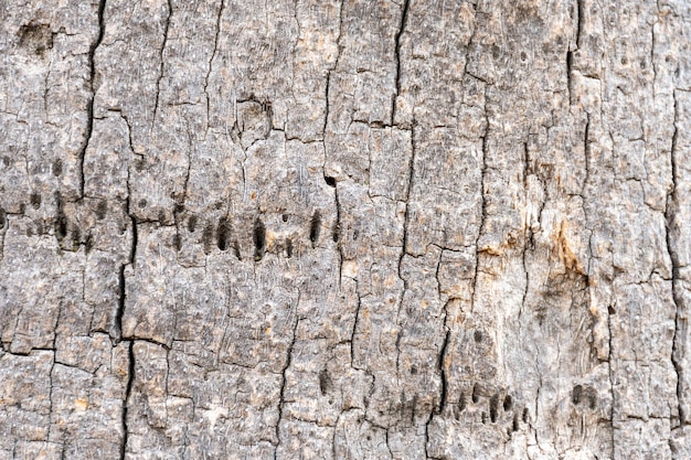 Texture d'écorce d'arbre avec des fissures