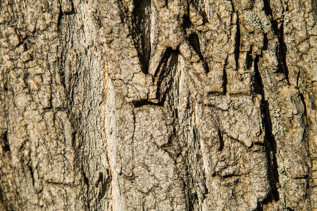 Texture d'écorce d'arbre. Fond de bois