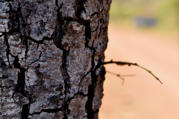 texture de l'écorce d'arbre en gros plan