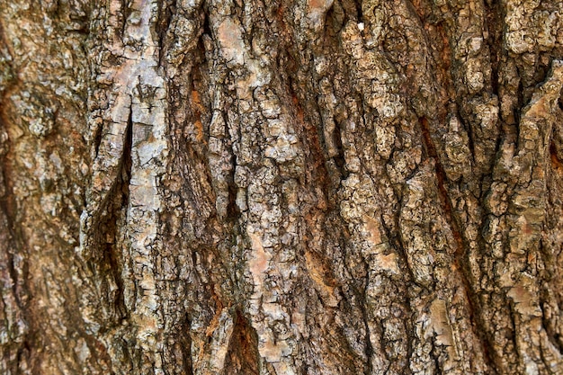 La texture de l'écorce de l'arbre libre