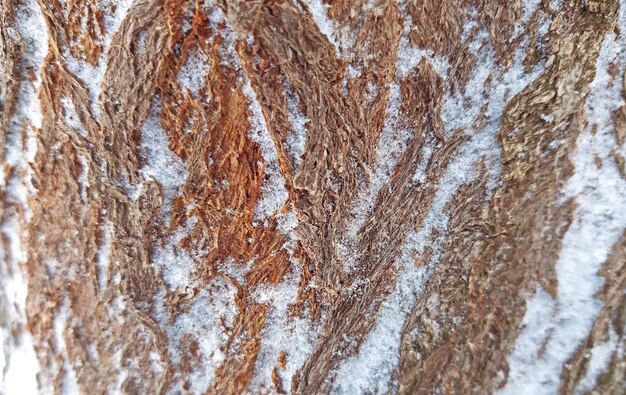 Texture d'écorce d'arbre mélangée à de la neige en gros plan