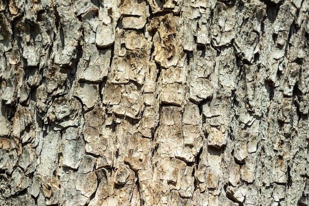 Texture d'écorce d'arbre avec de la mousse verte