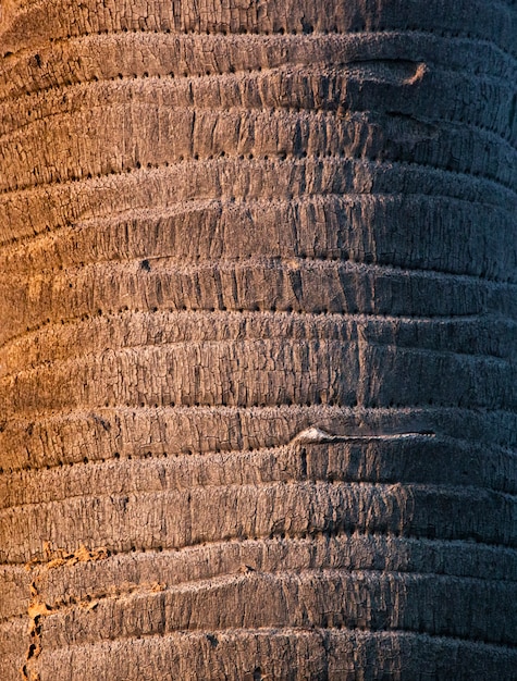 Photo texture d'écorce d'arbre de palmier brun et motif naturel