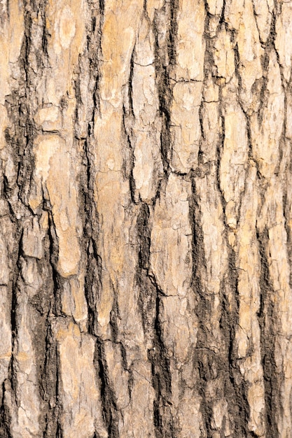 Texture de l'écorce d'un arbre plutôt rugueuse