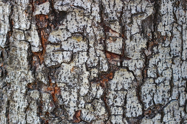 Photo texture d'écorce d'arbre pour le fond naturel