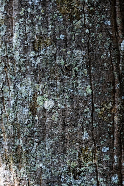 Texture d'écorce d'arbre Rappelant le bois rustique avec quelques imperfections Vue de dessus