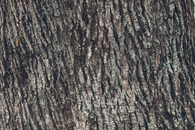 Photo texture d'écorce d'arbre en relief texture de tronc de photo