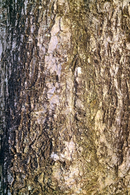 La texture de l'écorce d'arbre rugueux pour Abstract Background